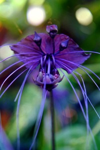 black bat plant