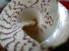 spiral shell photo Picdrome