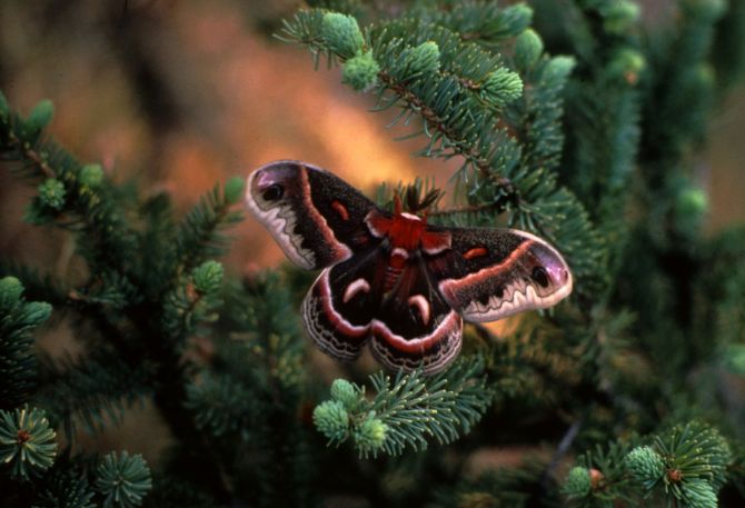 Cecropia Moth. Don Haultman, U.S. Fish and Wildlife Service