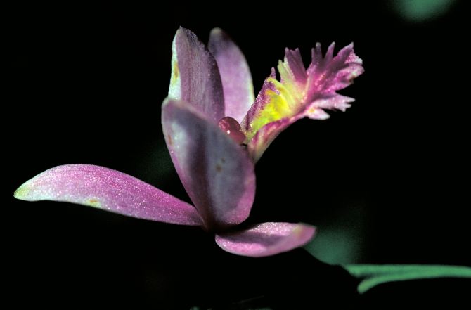 Snake Mouth (aka Rose Pogonis). Dr. Thomas G. Barnes, U.S. Fish and Wildlife Service