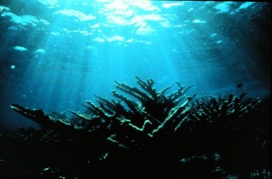 Coral Trees, Sun Beams US National Oceanic and Atmospheric Administration