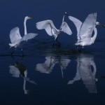 Cranes Dancing US Fish and Wildlife Service