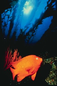 Orange Fish US National Oceanic and Atmospheric Administration