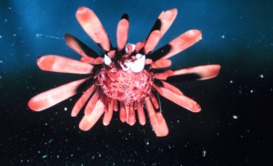 Pink Sea Creature US National Oceanic and Atmospheric Administration