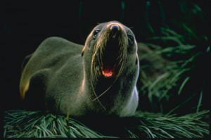 Seal barking US National Oceanic and Atmospheric Administration