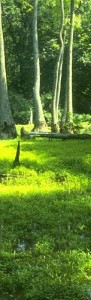 Tall Trees & Sunlight US Fish and Wildlife Service