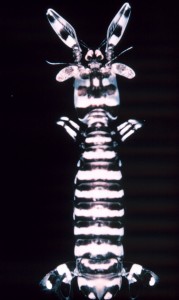 Totem Sea Creature US National Oceanic and Atmospheric Administration