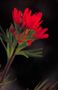 Indian Paintbrush. Dr. Thomas G. Barnes, U.S. Fish and Wildlife Service